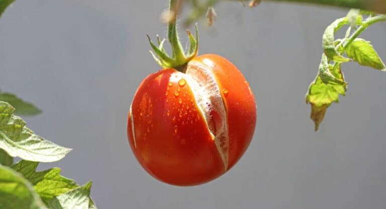 Pourquoi vos tomates se fendent ?Les 4 secrets pour l’éviter…