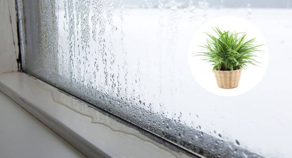 Maison Humide ? Ces 3 plantes vont vous étonner