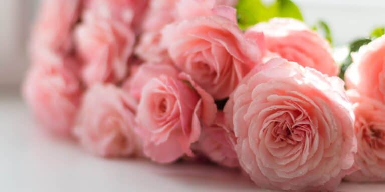 Nos astuces pour conserver votre bouquet de fleurs le plus longtemps possible.
