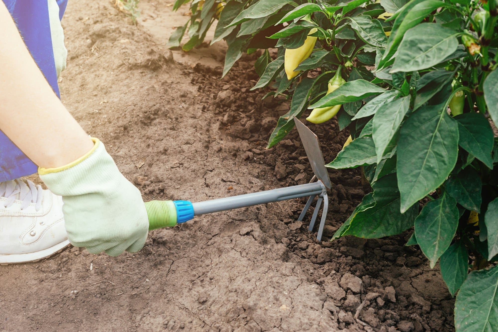 Gardening tool in hand. Caring for plants in the home garden. Vegetable beds