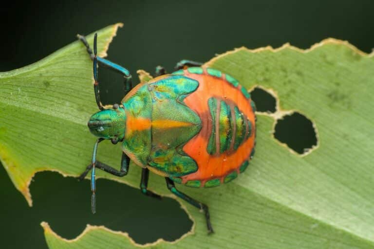 a bugs on a leaves