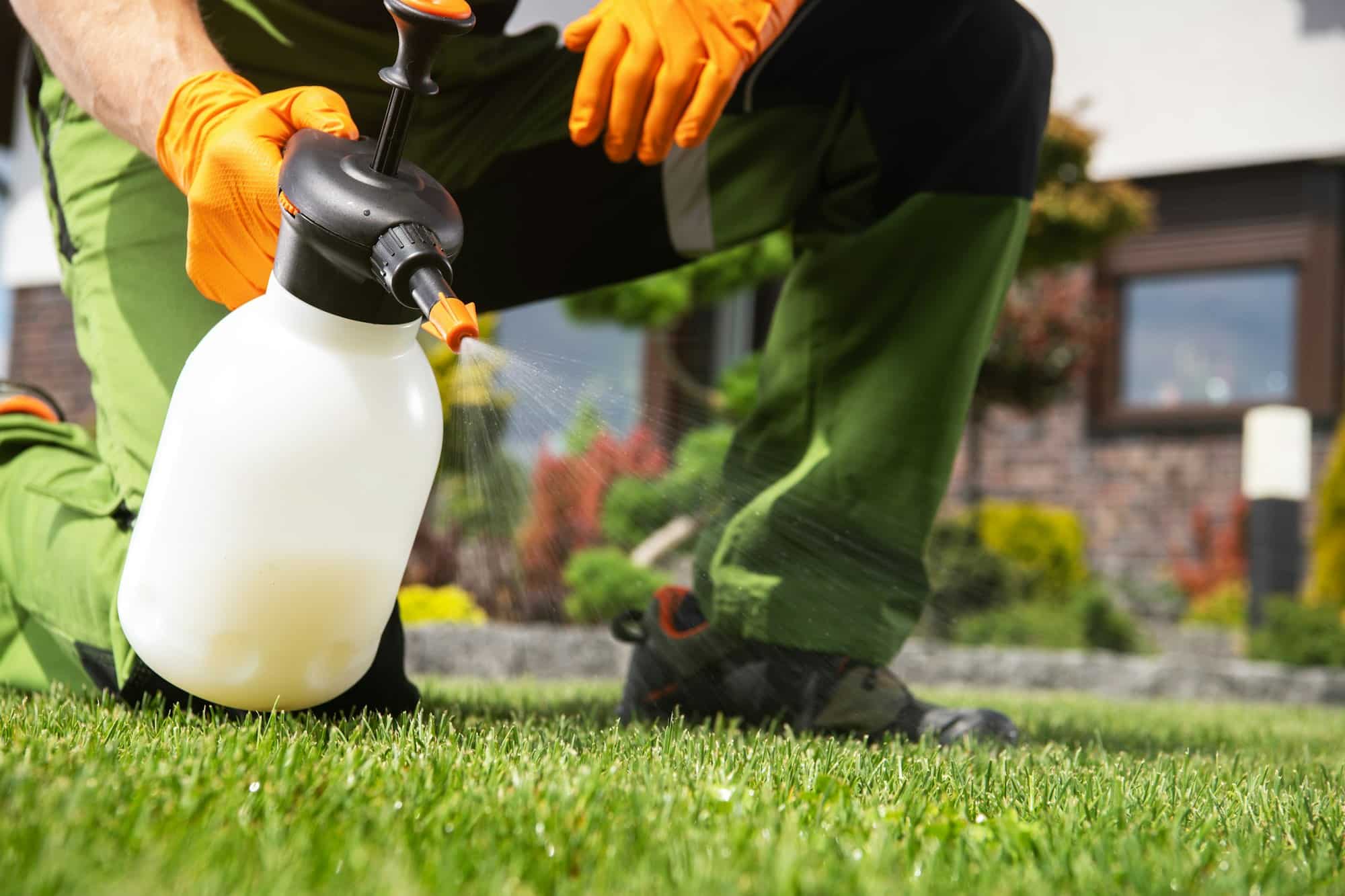 Caucasian Men Fighting Grass Lawn Weeds