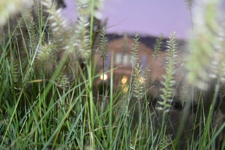 Depth of field shot of grass and weeds at night