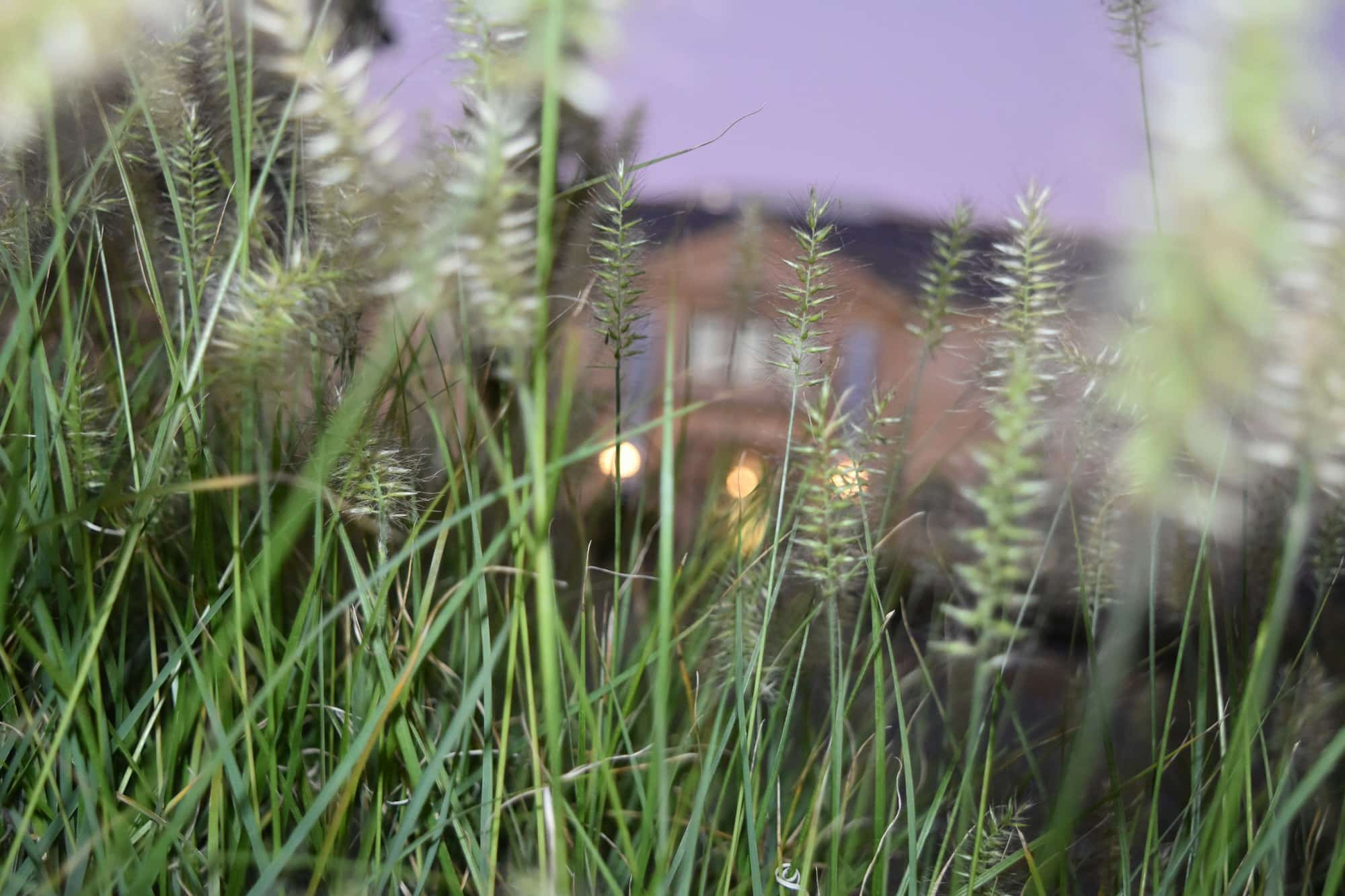 Depth of field shot of grass and weeds at night