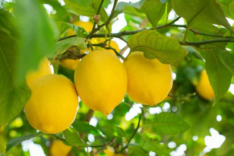 Fresh organic lemons on tree in the orchard, harvesting, picking