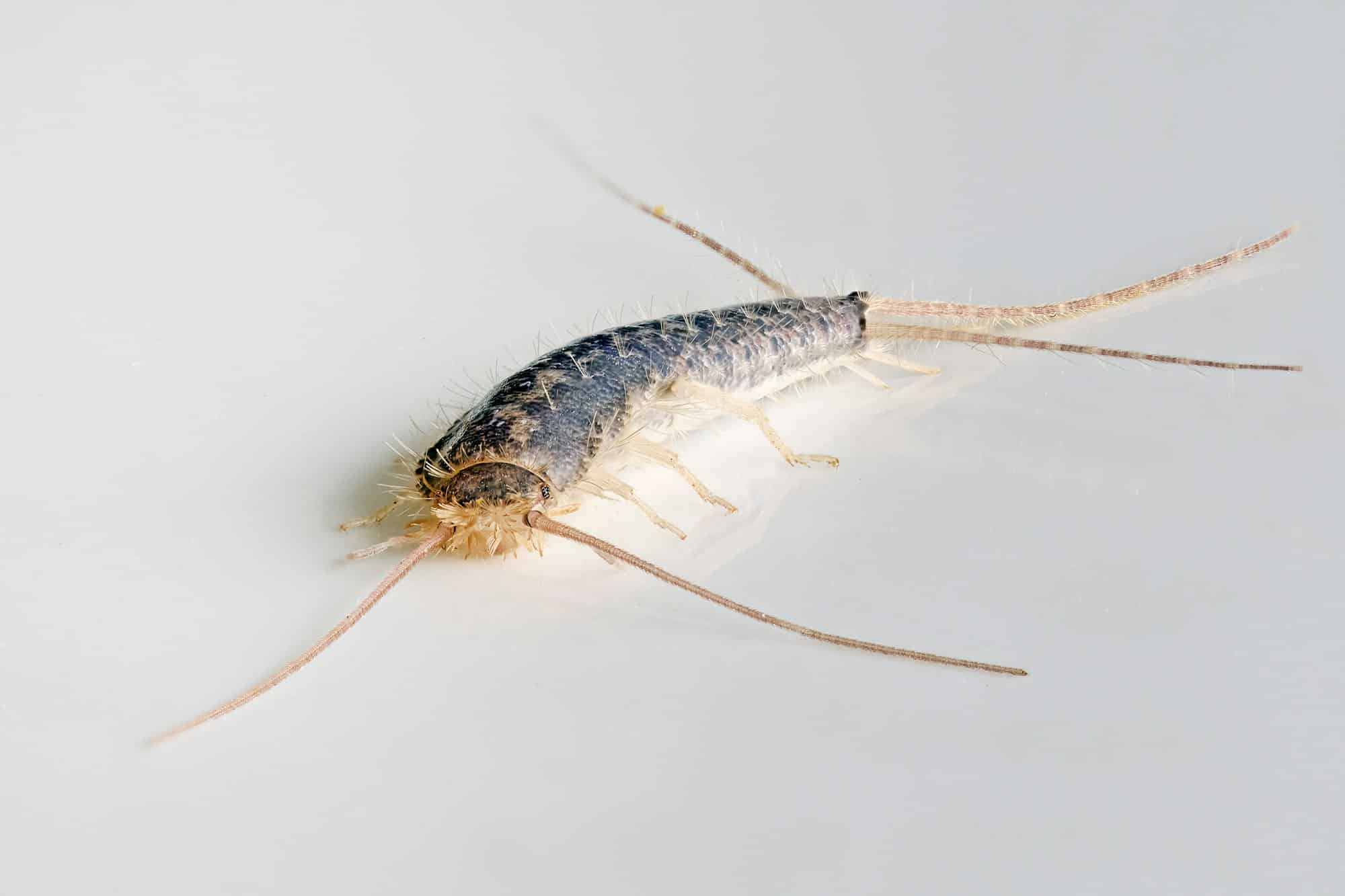 Gray silverfish (Ctenolepisma longicaudatum)