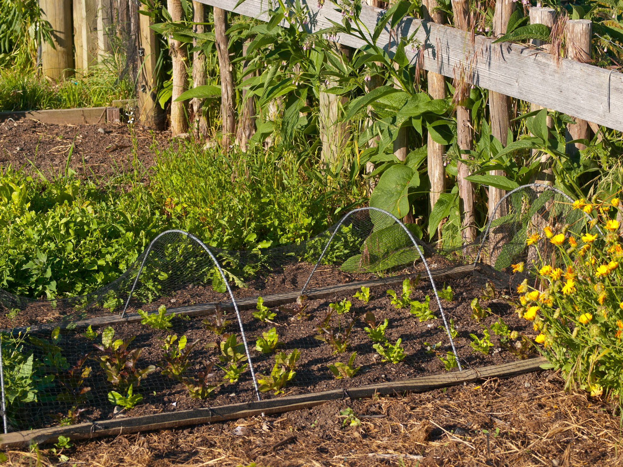 vegetable garden