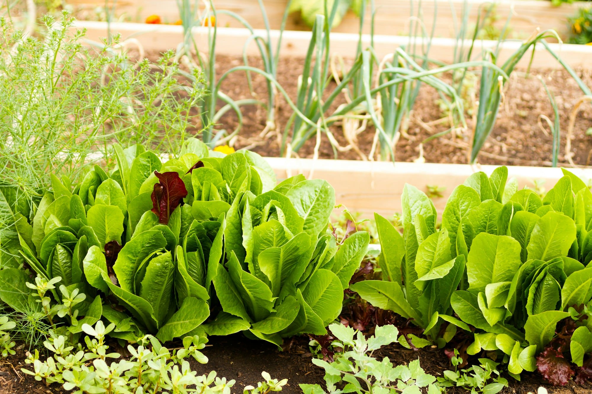 Vegetable garden