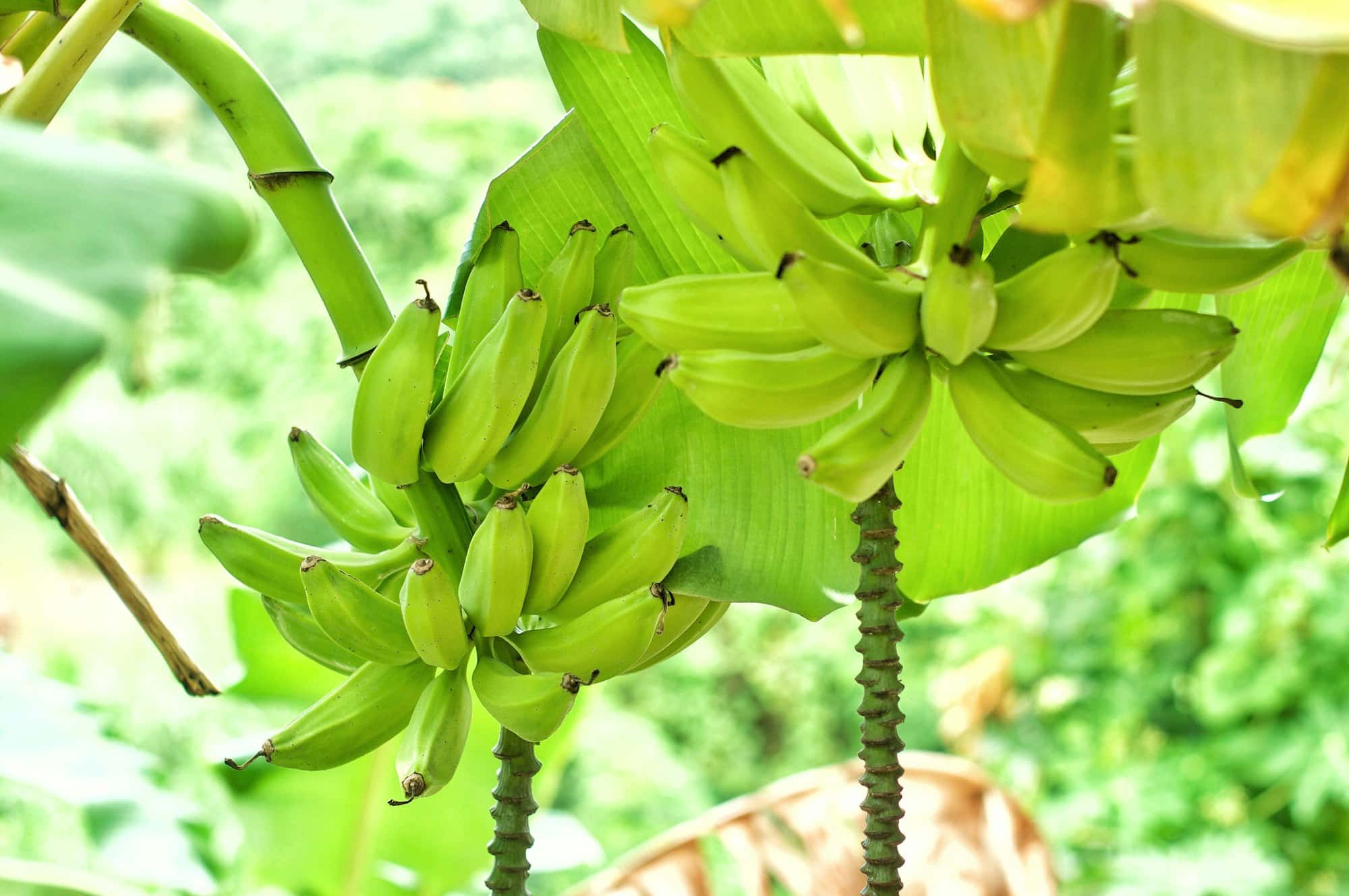 Bananas