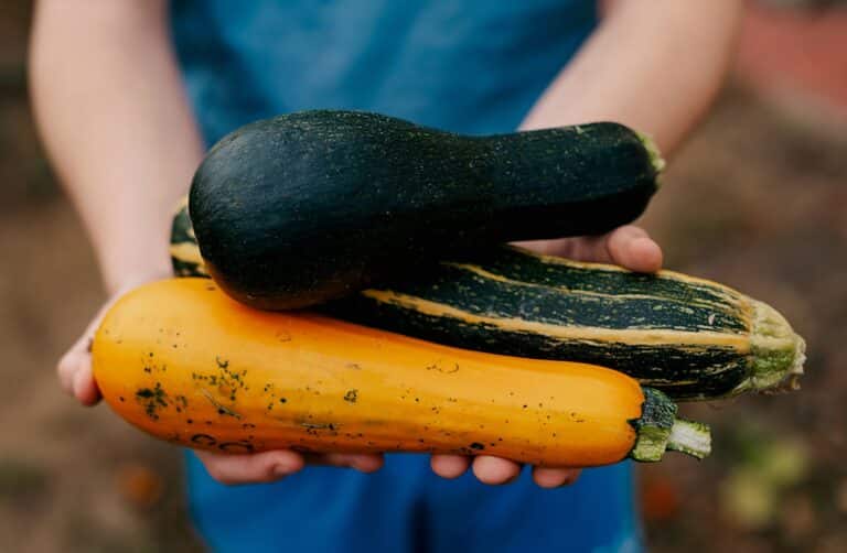 Hand holding a bunch of zucchini, a summer squash, a natural food ingredient
