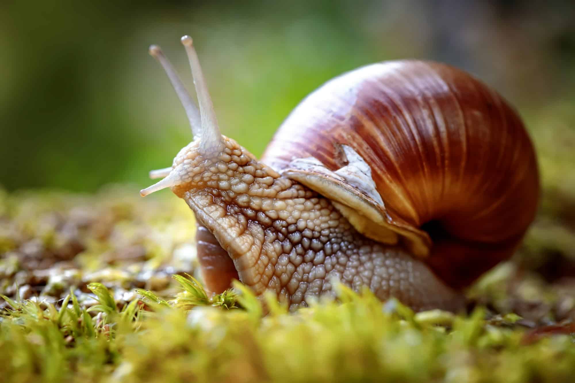 Helix pomatia also Roman snail, Burgundy snail