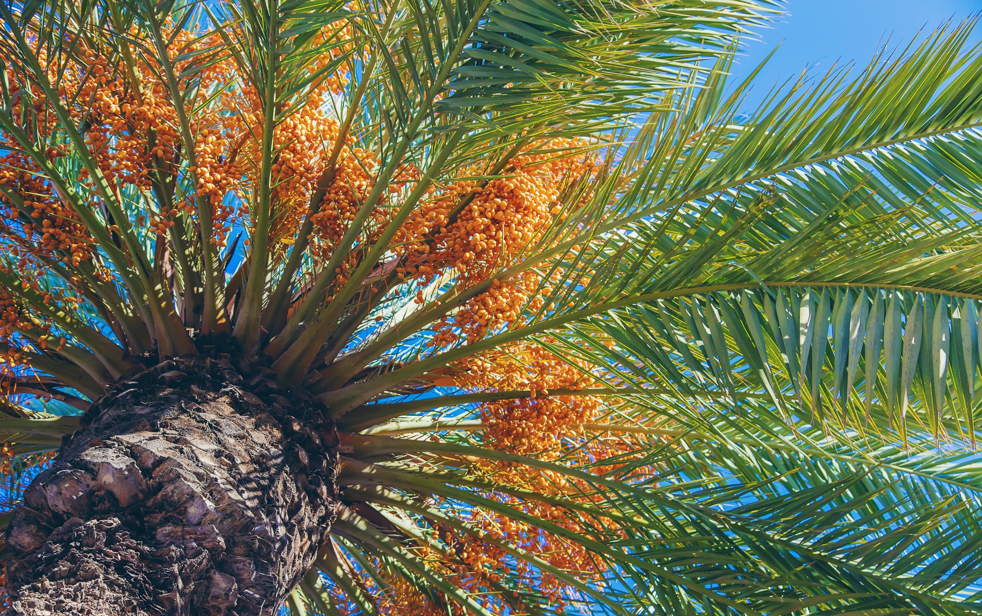 palm