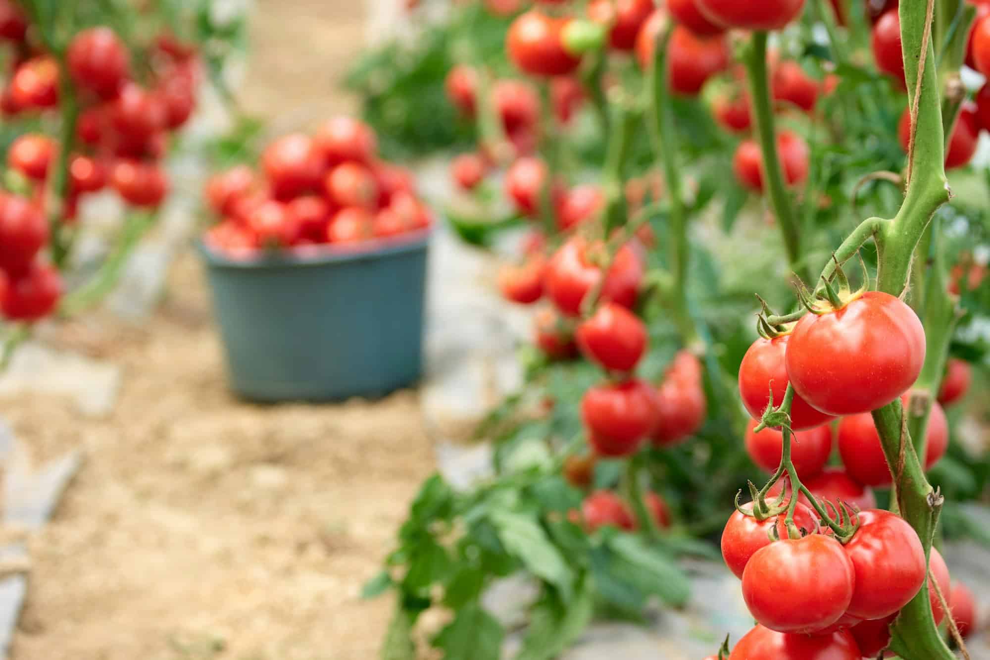 Ripe red tomatoes in the garden.