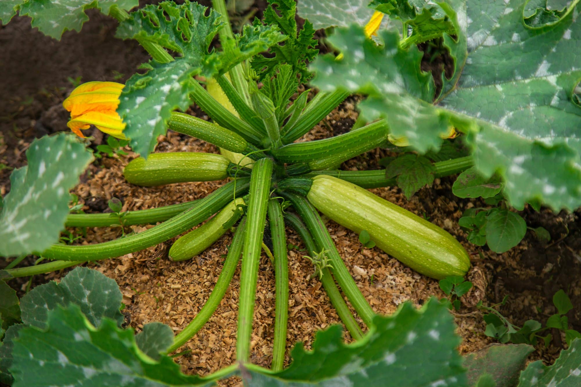 zucchini growing in the garden. Selective focus.