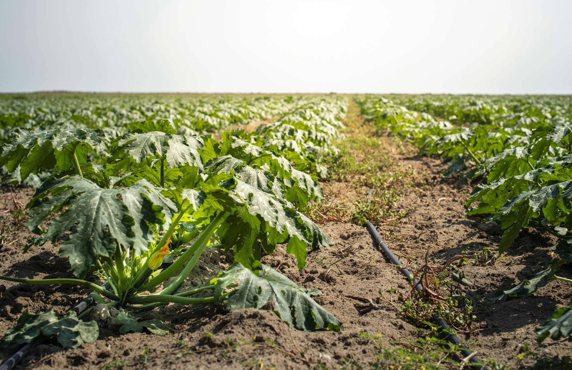 Zucchini in the field. Growing zucchini in rows.