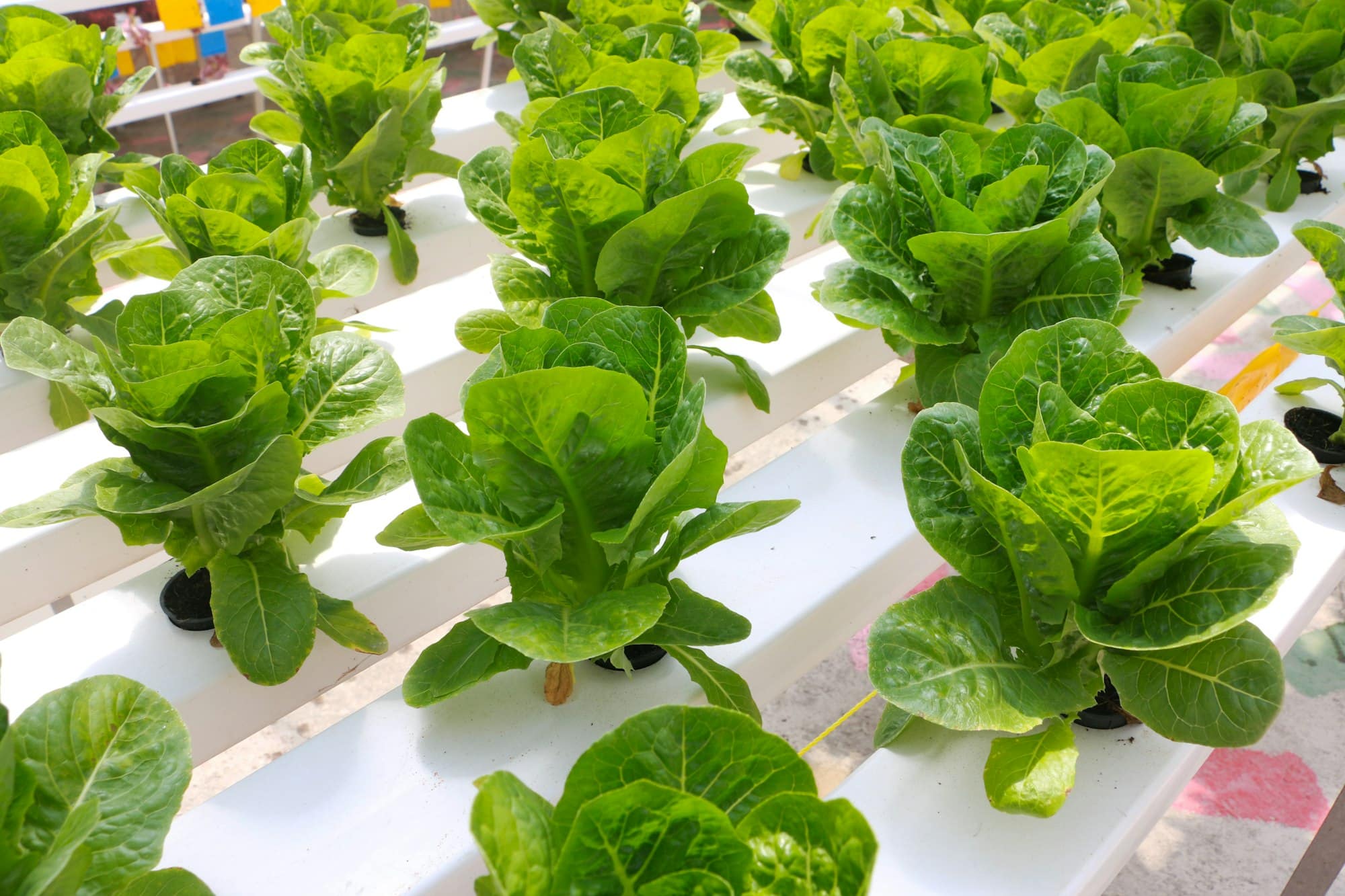 Hydroponic vegetable