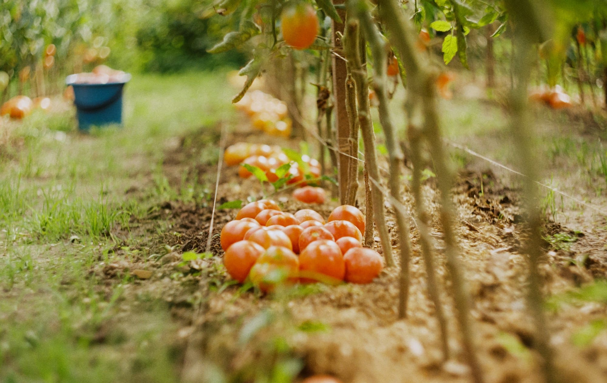 Red tomatoes in the garden