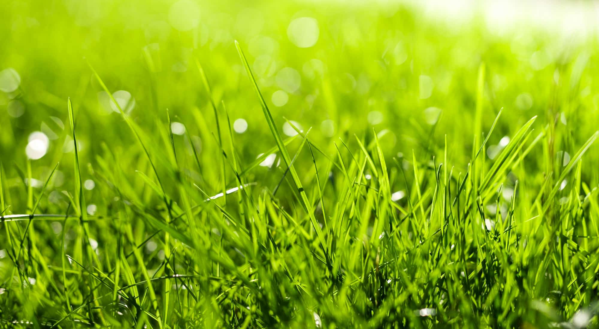 Green grass background