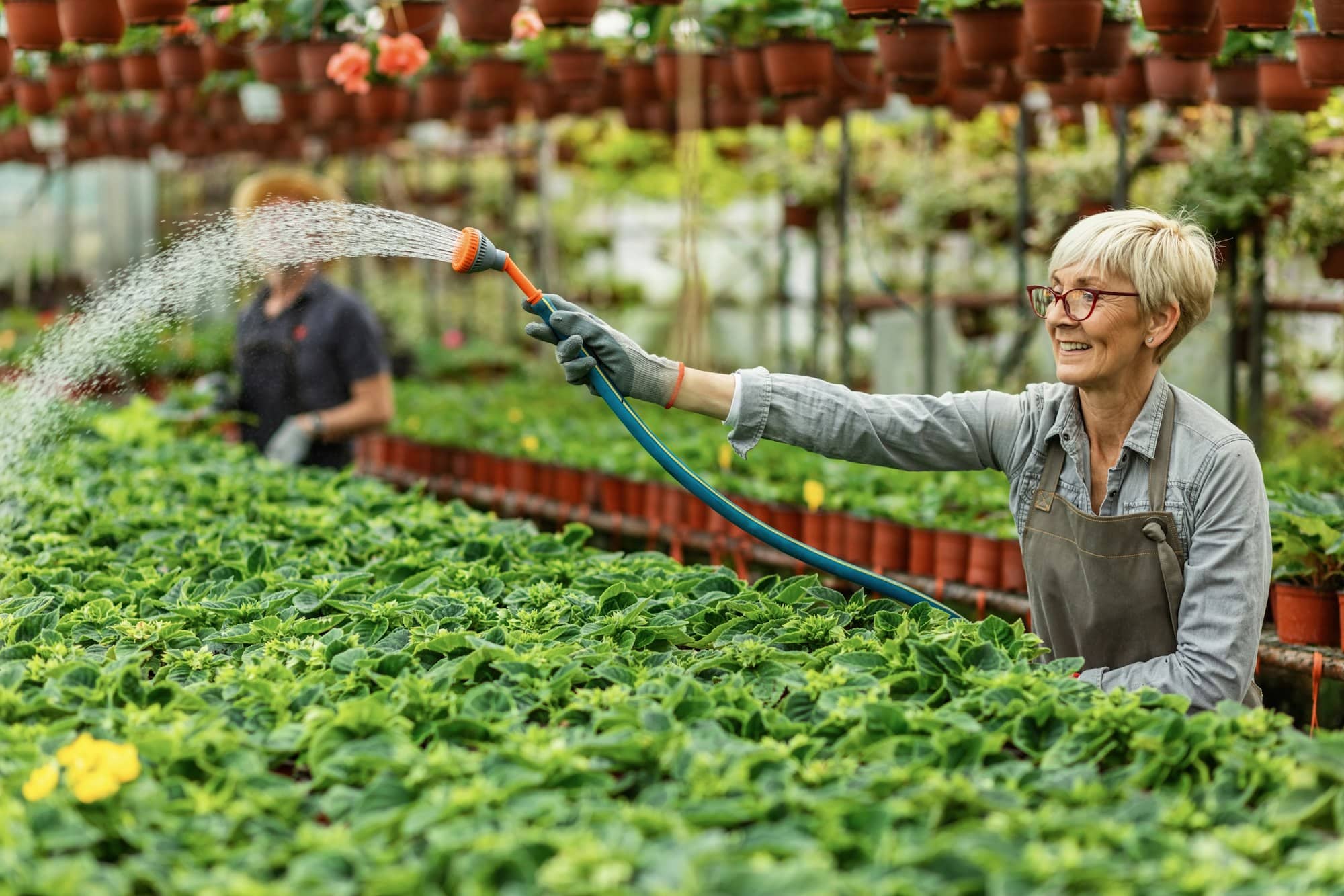 Happy female gardener taking care of plants and watering them with garden hose.