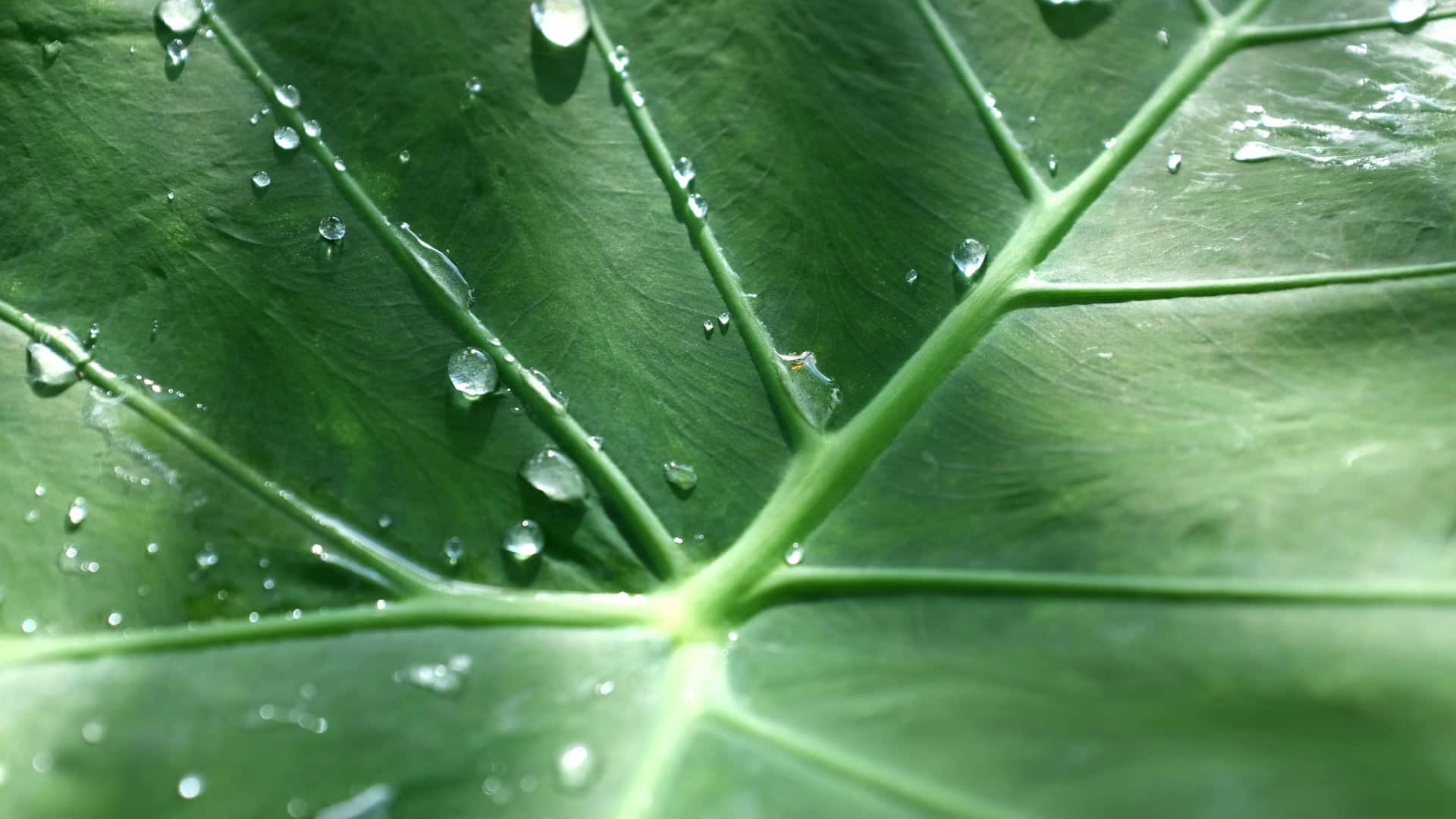 Prévenir les restrictions d’eau en récupérant les eaux de pluie