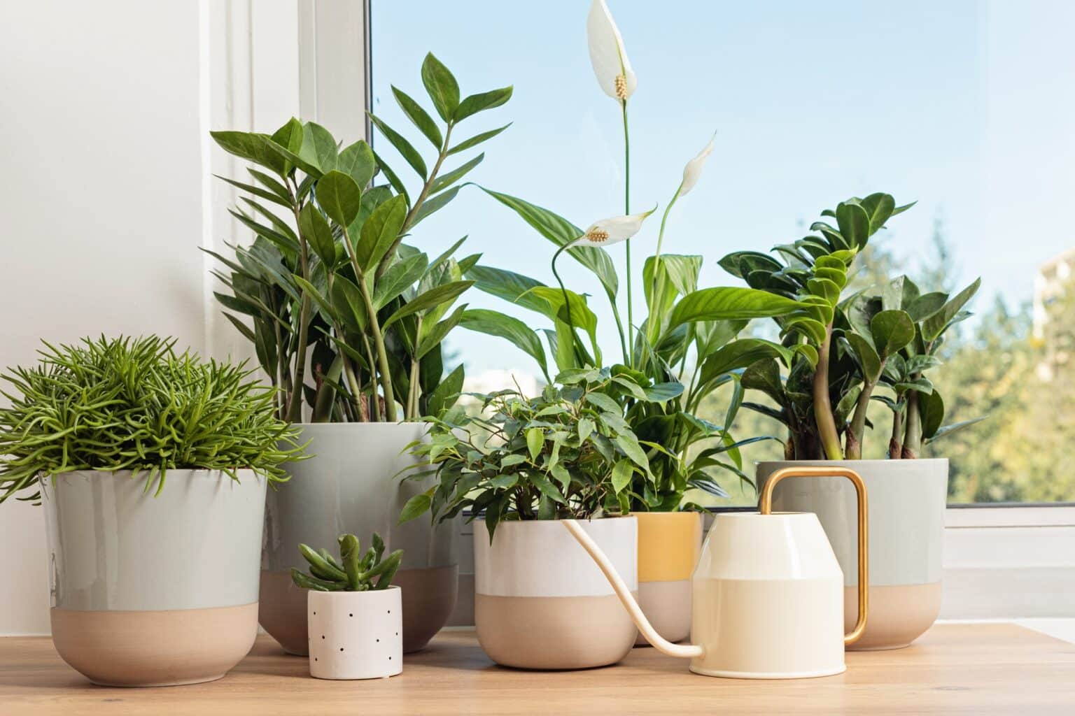 12 plantes d’intérieur incroyables pour absorber l’humidité — free download