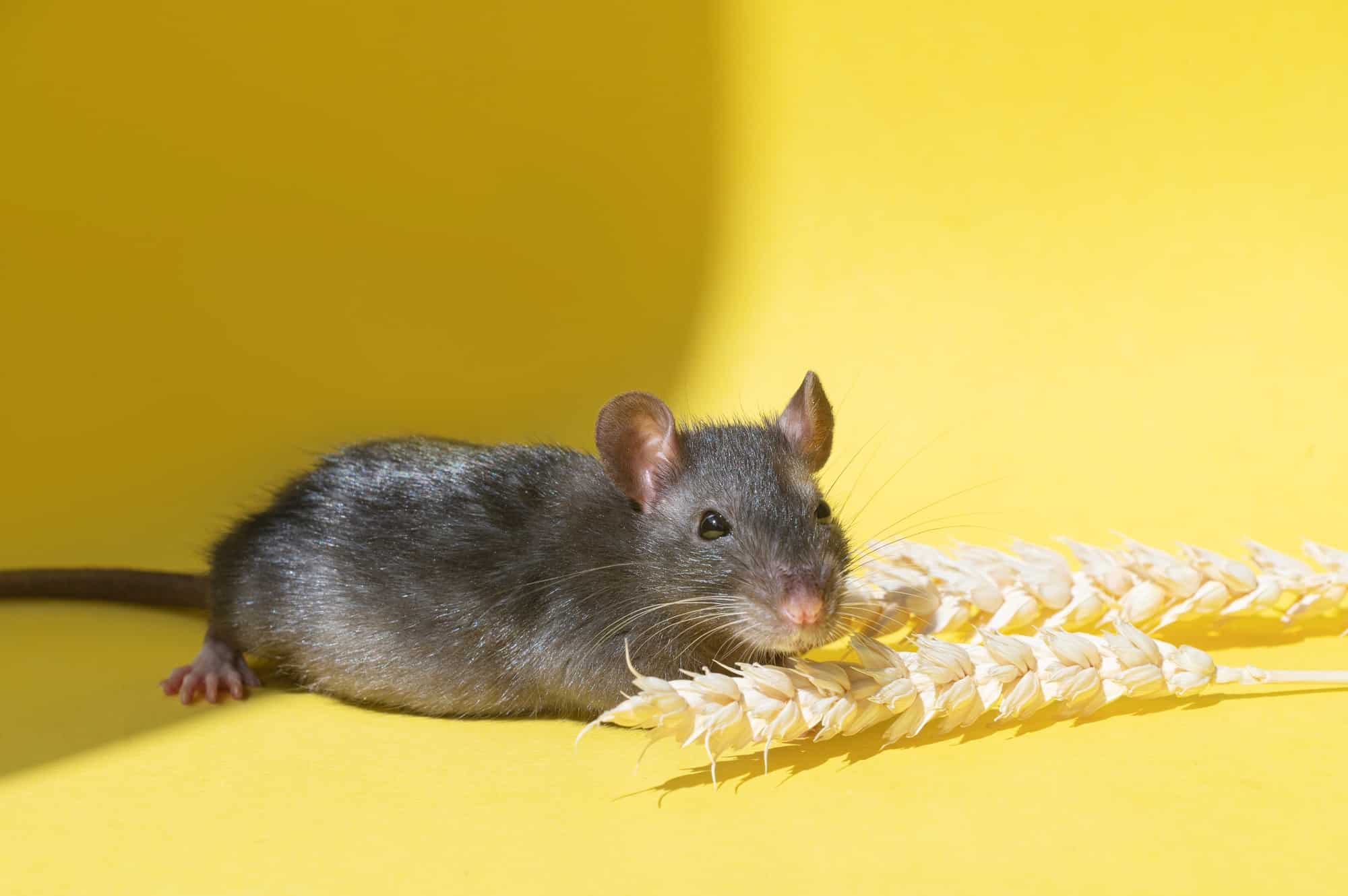 A gray mouse eats grain from spikelets, sits on a yellow background. A rat with a long tail.