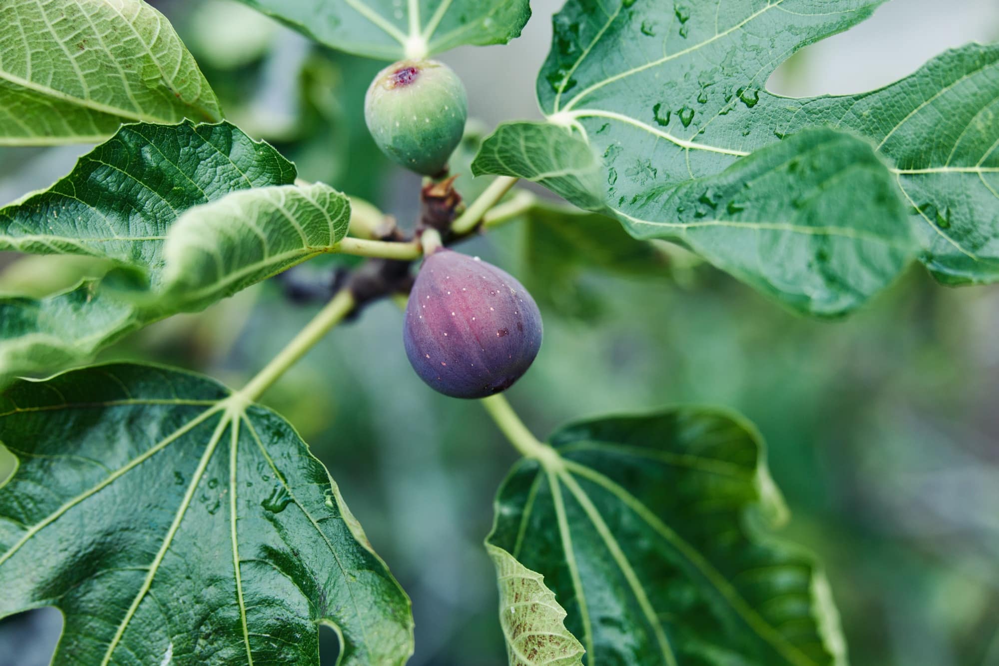 beautiful fig tree with lush green leaves and ripe fruit in a peaceful garden setting