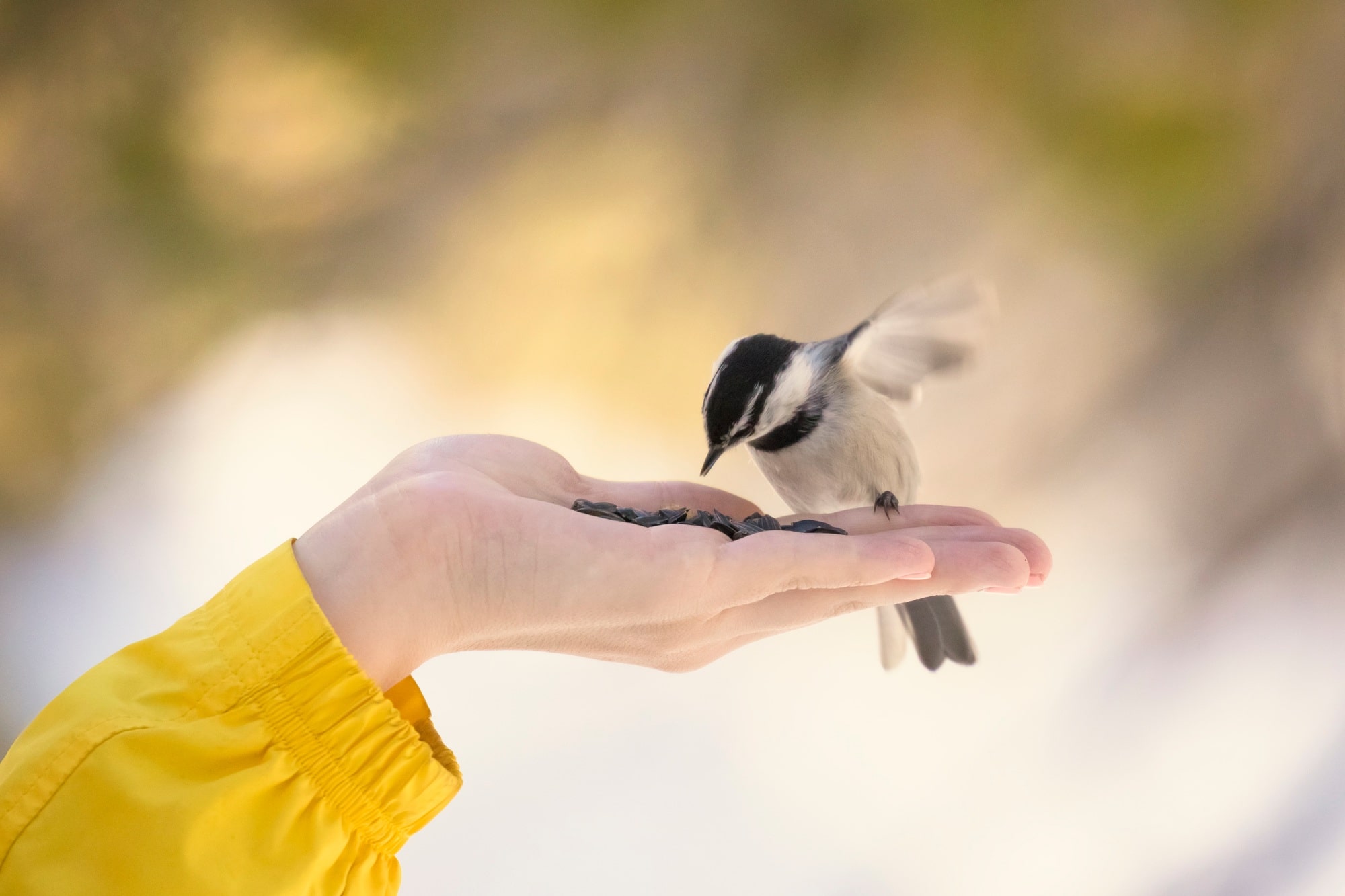 Bird feeding