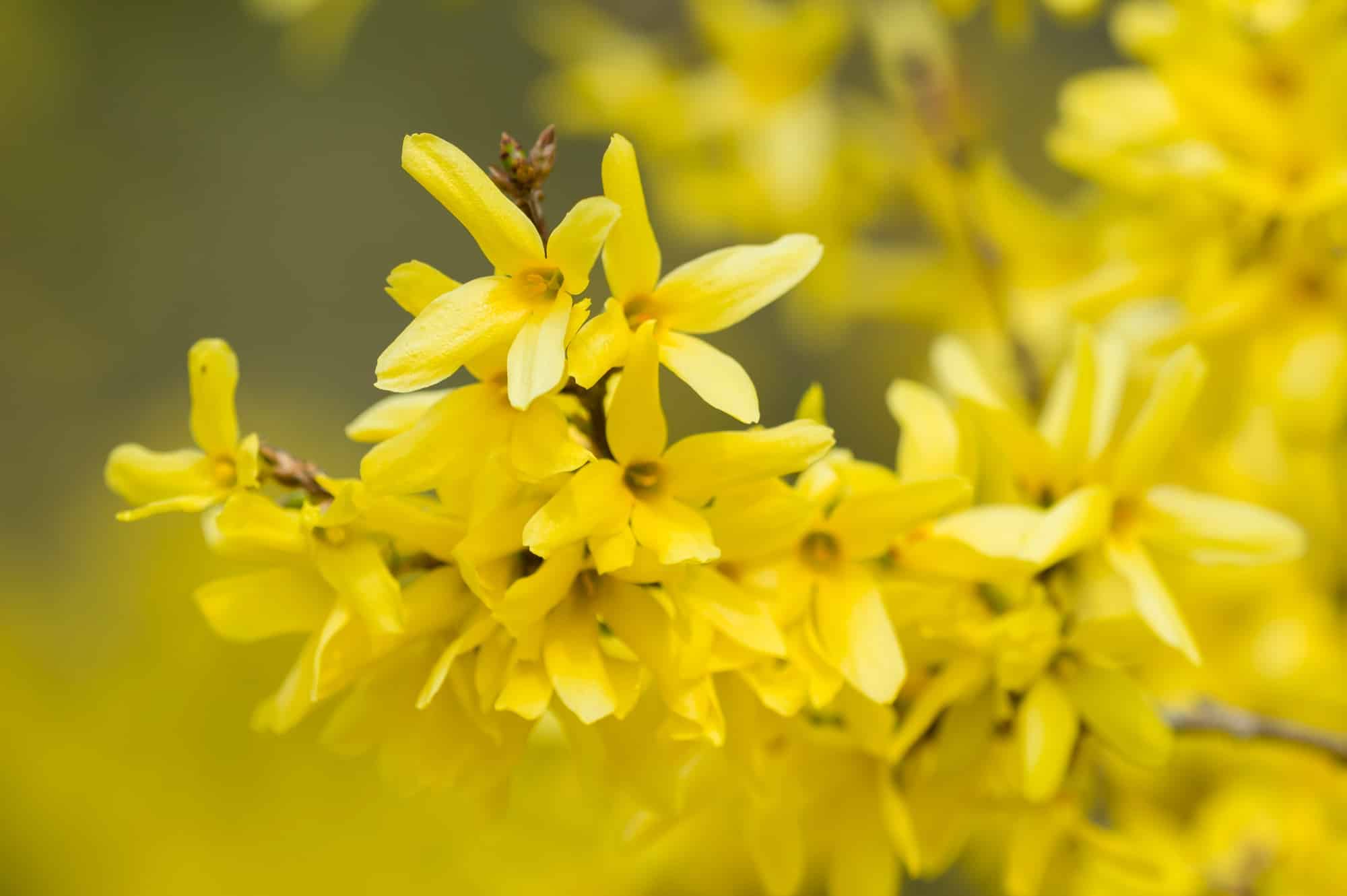 Forsythia yellow flowers