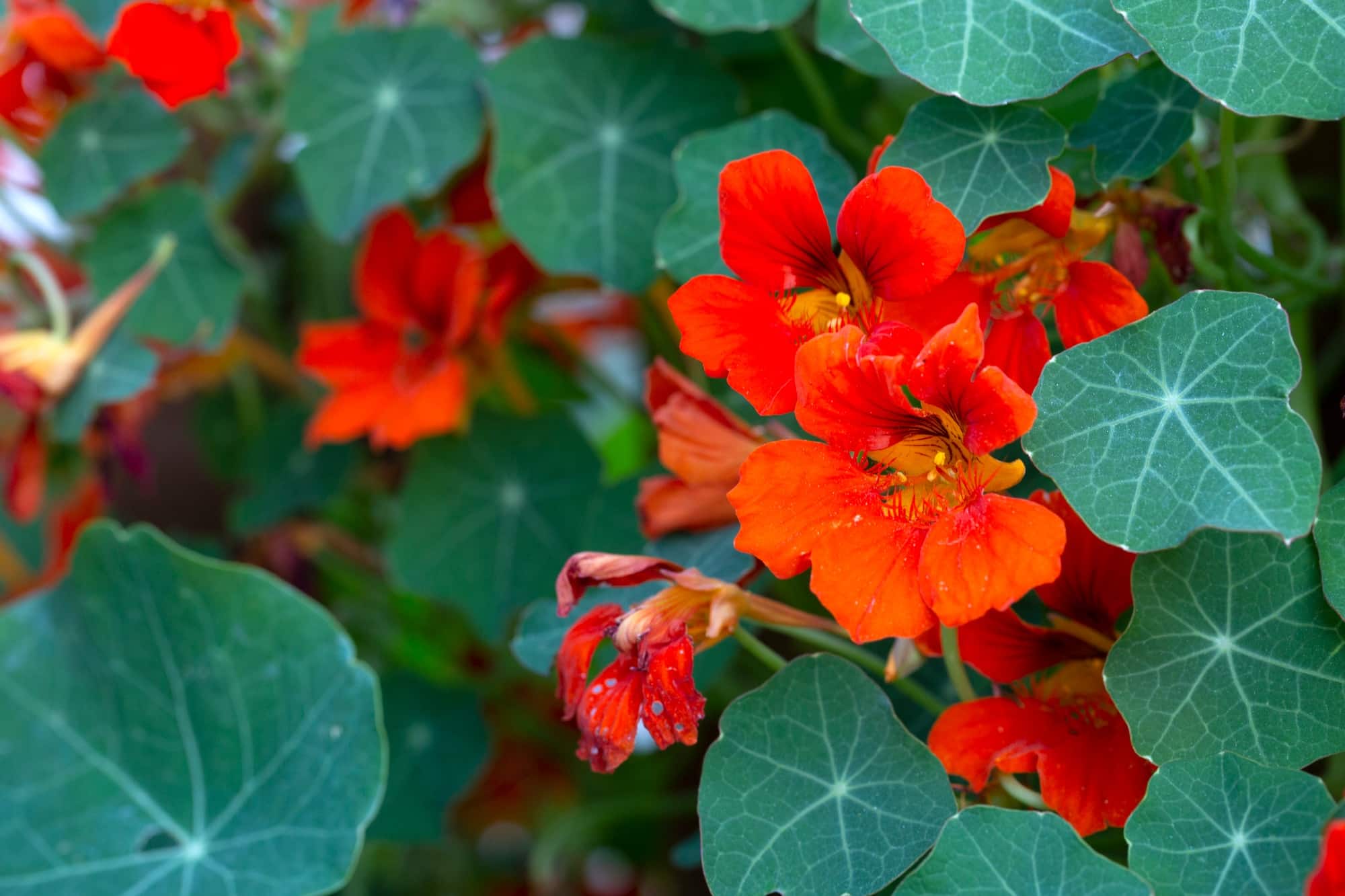 Orange Nasturtium flower Tropaeolum majus is edible and makes an attractive ground cover.