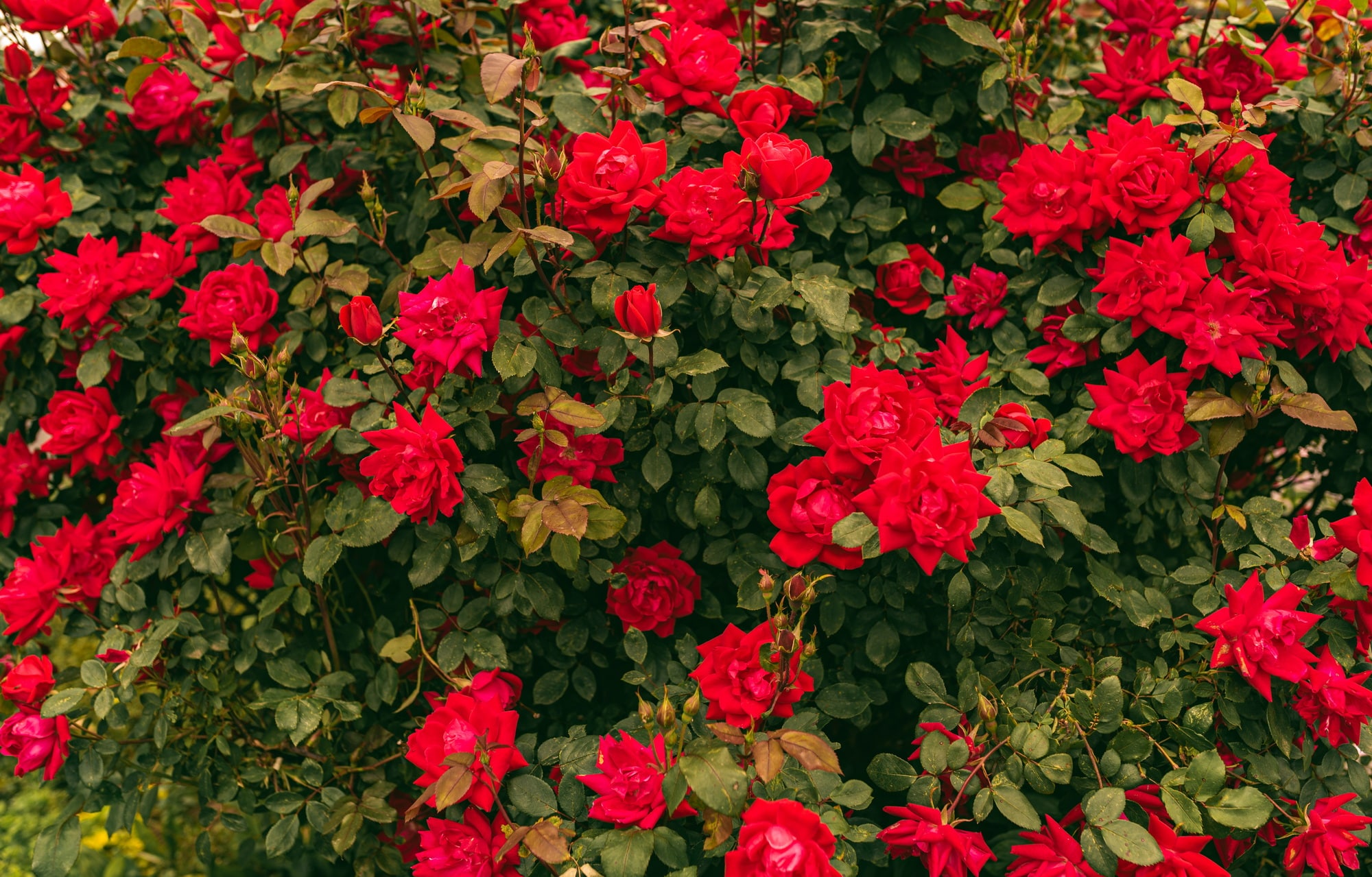 Red Rose on a bush in the Garden