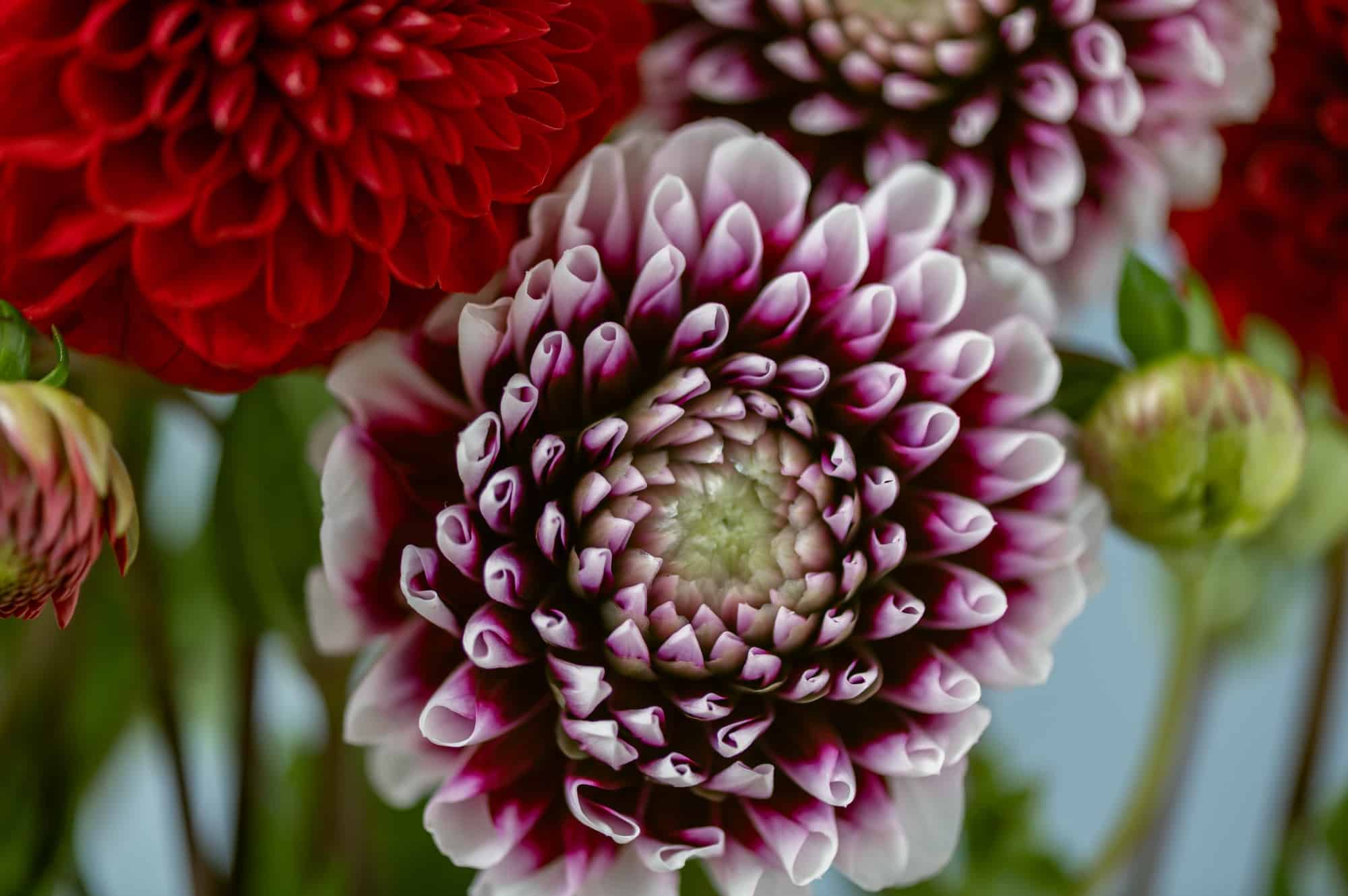 Bunch of dahlias