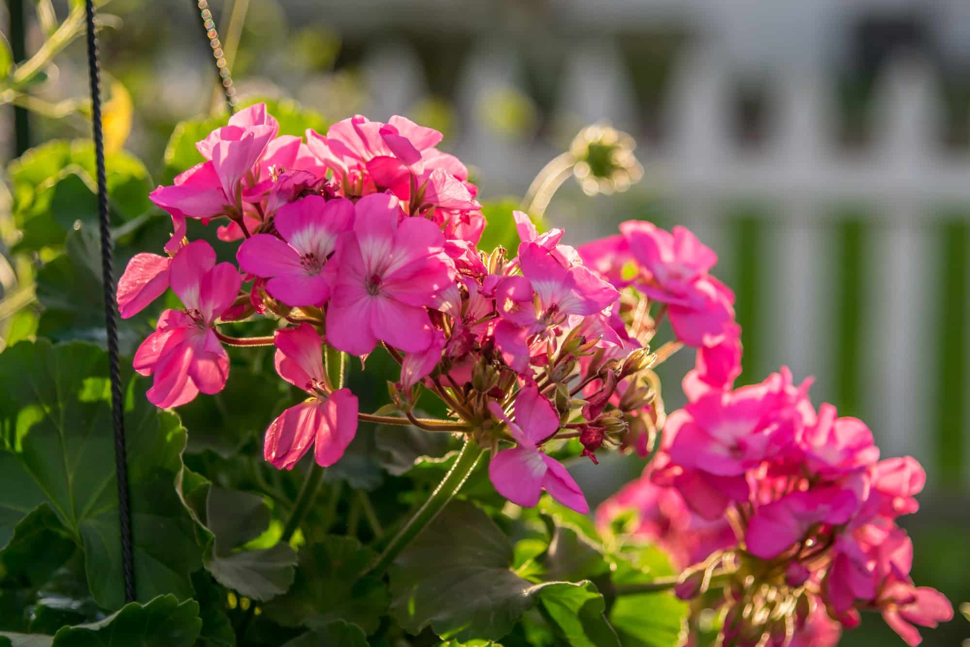 Closeup of geraniums in the sunlight in a hanging basket