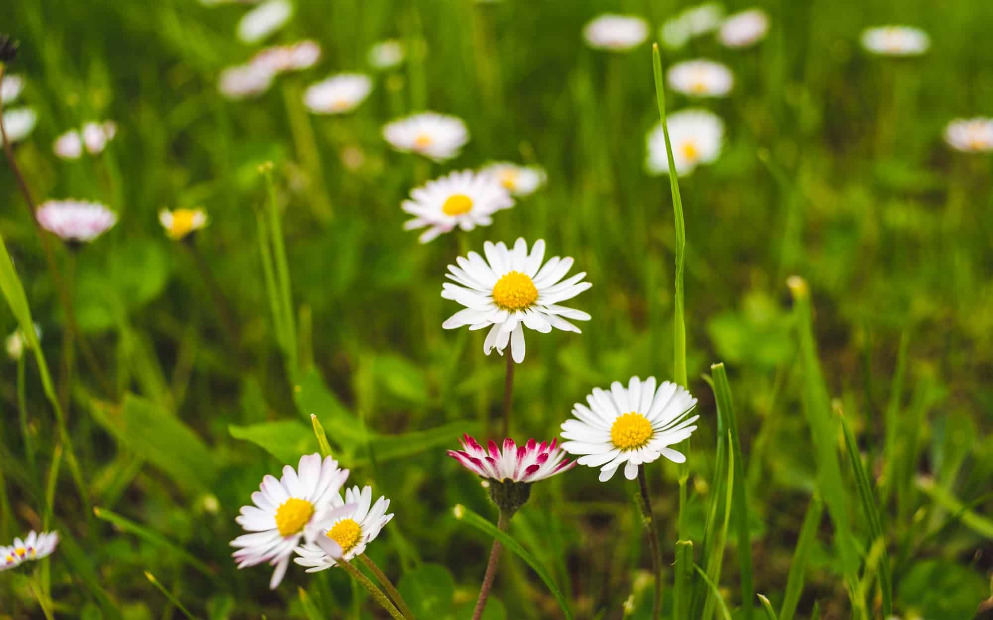Flowering of daisies. Oxeye daisy, Leucanthemum vulgare, Daisies, Dox-eye, Common daisy, Dog daisy