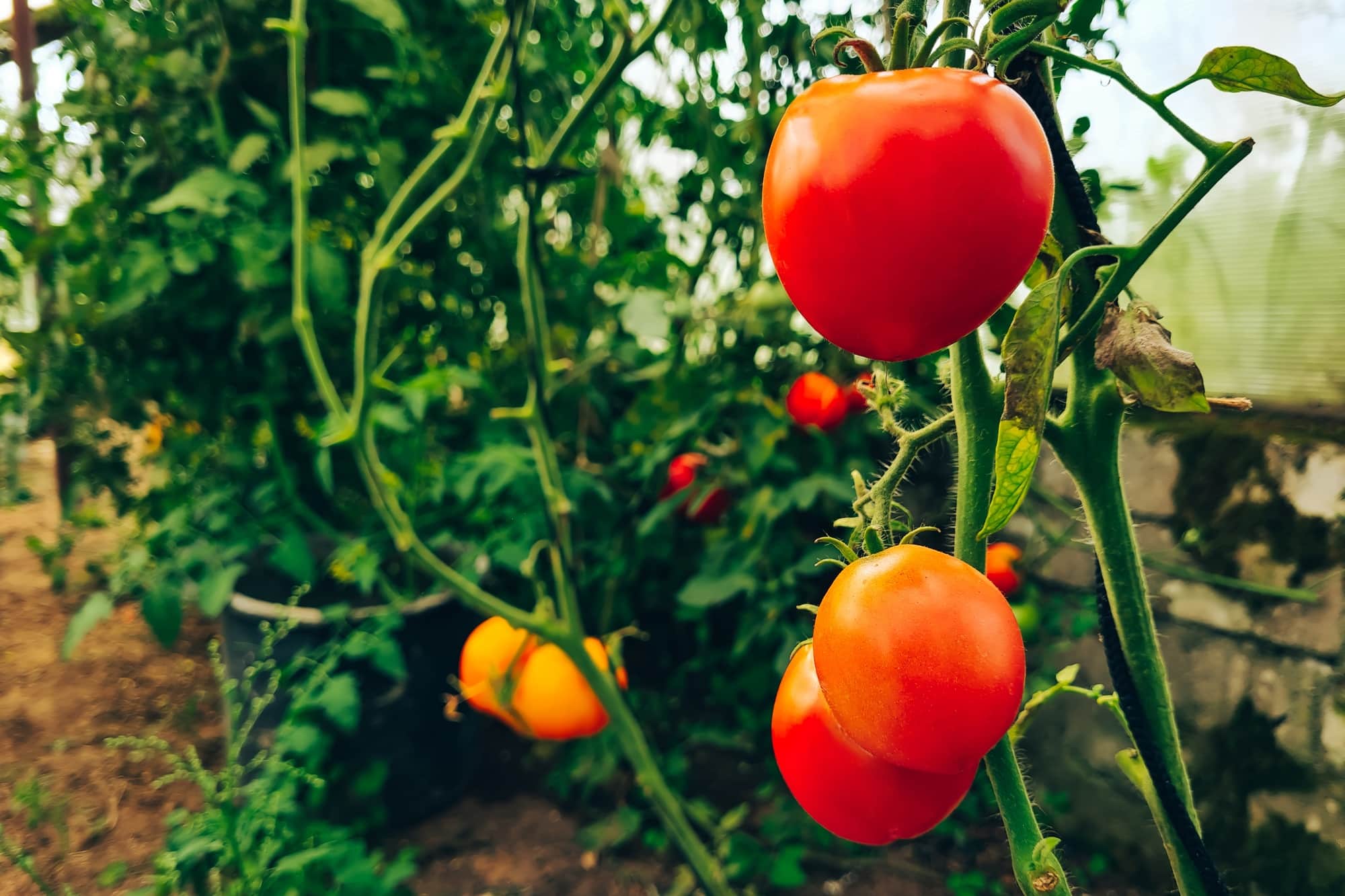 Ripe juicy tomatoes on a branch. Growing vegetables in a greenhouse. Farming and gardening.