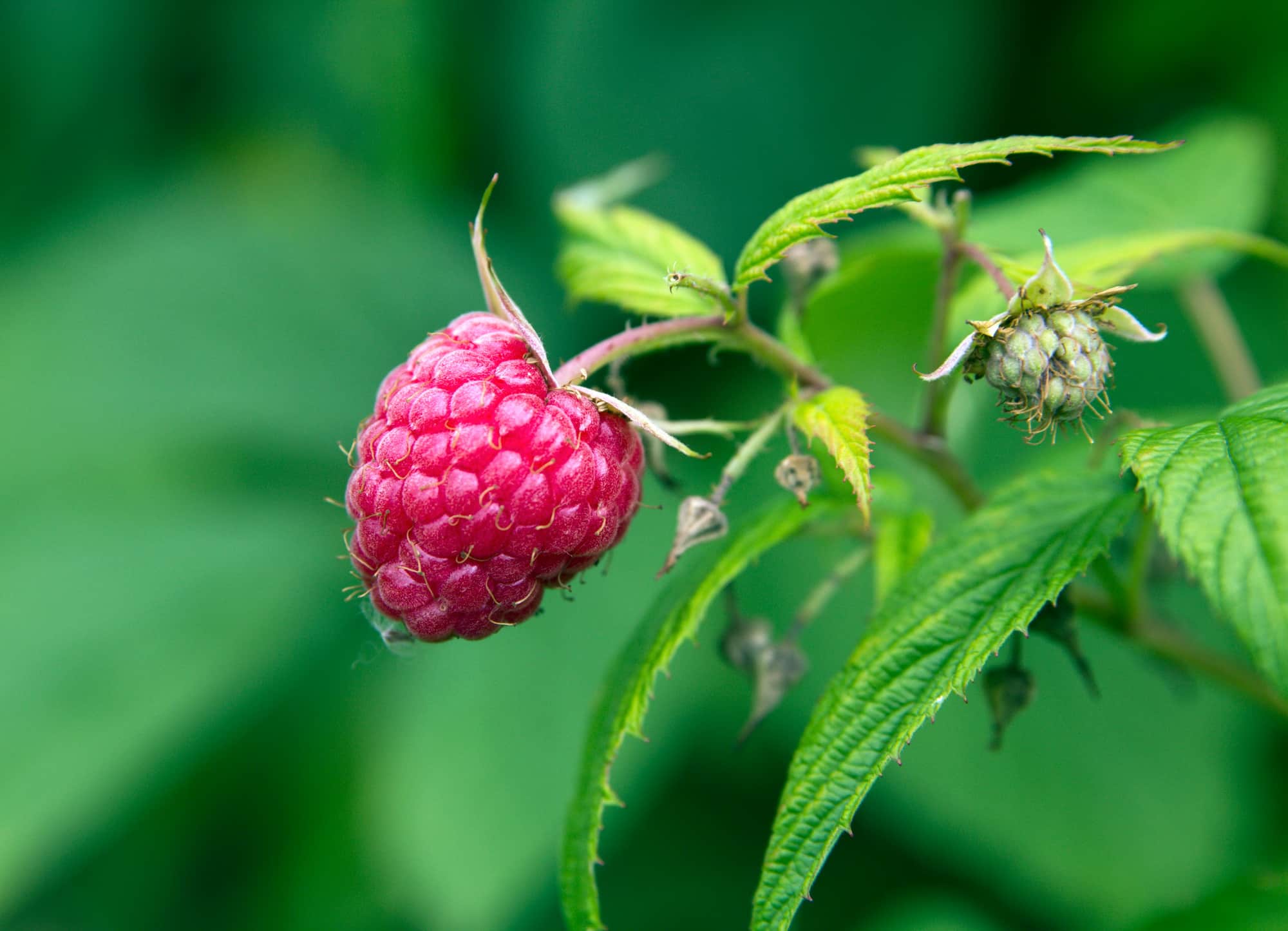 Ripe raspberry in teh garden