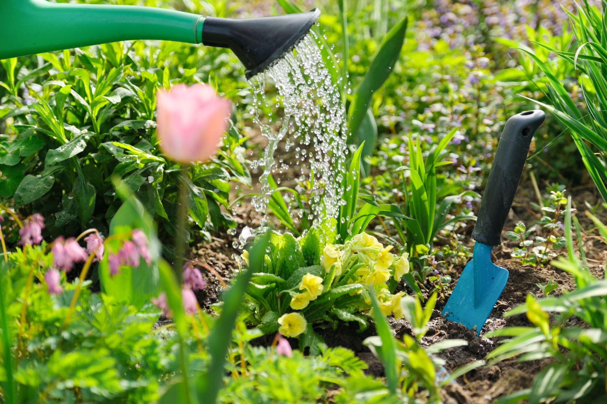 Spring flowers in flowerbed in garden, planting and watering