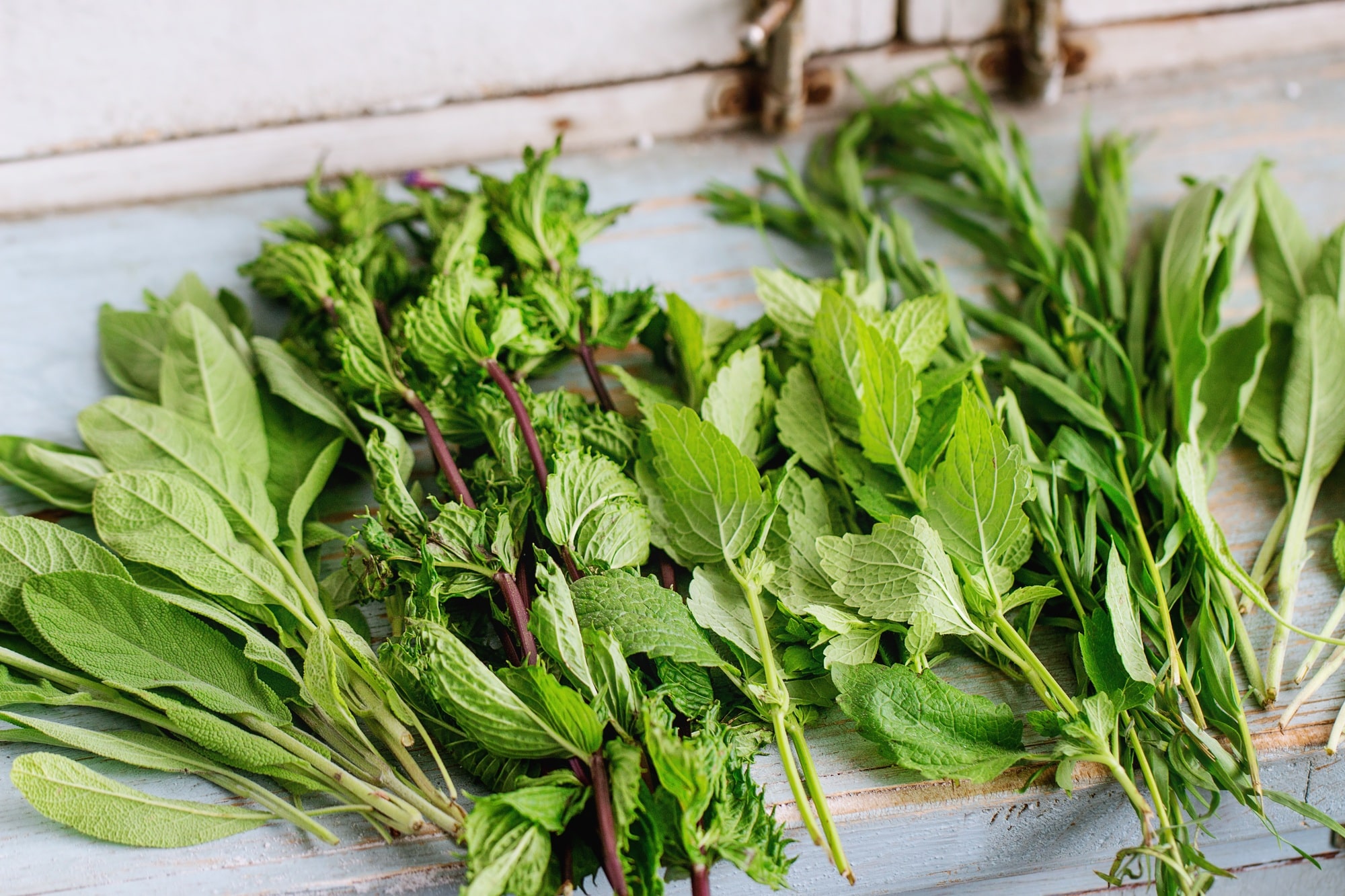 Various of garden herbs