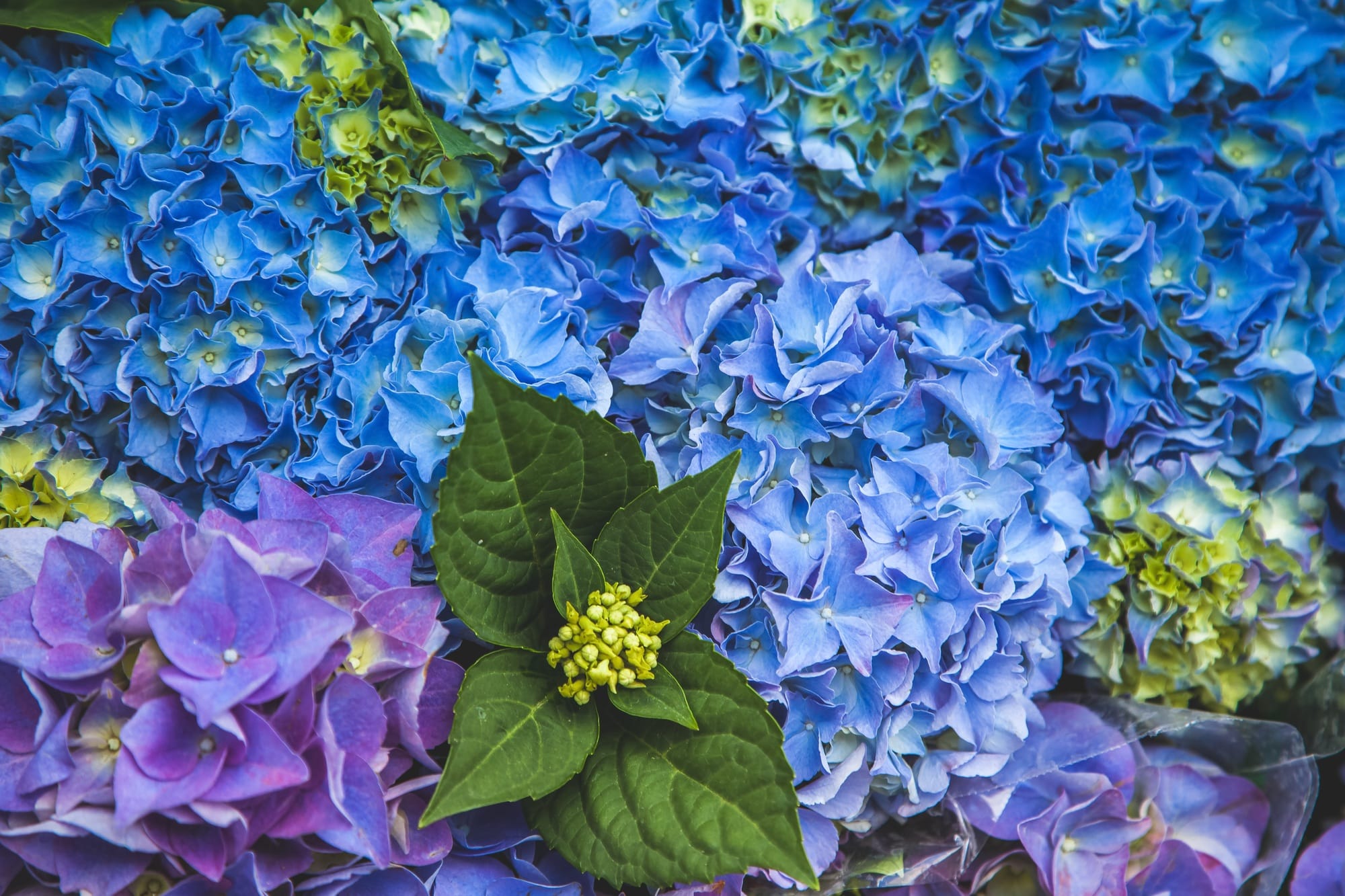 close up view of beautiful blue hortensia flowers
