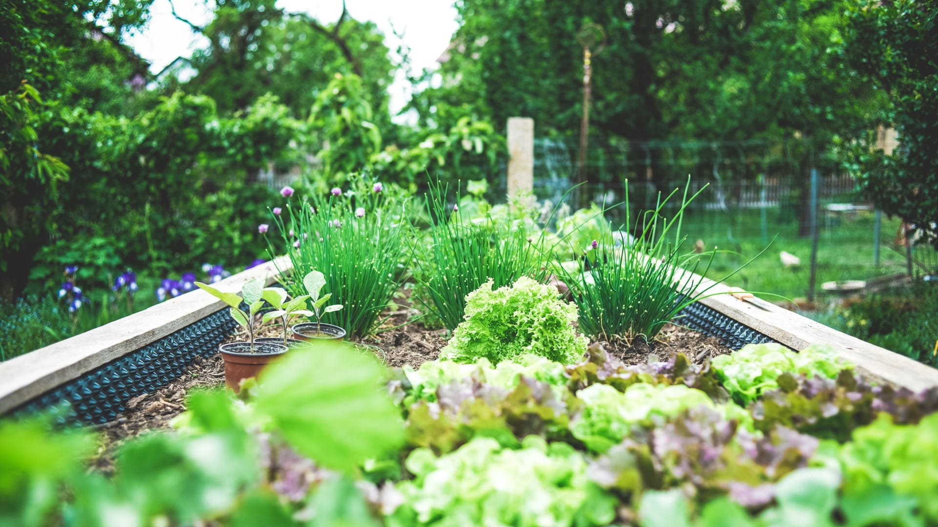 Comment chouchouter son potager ?