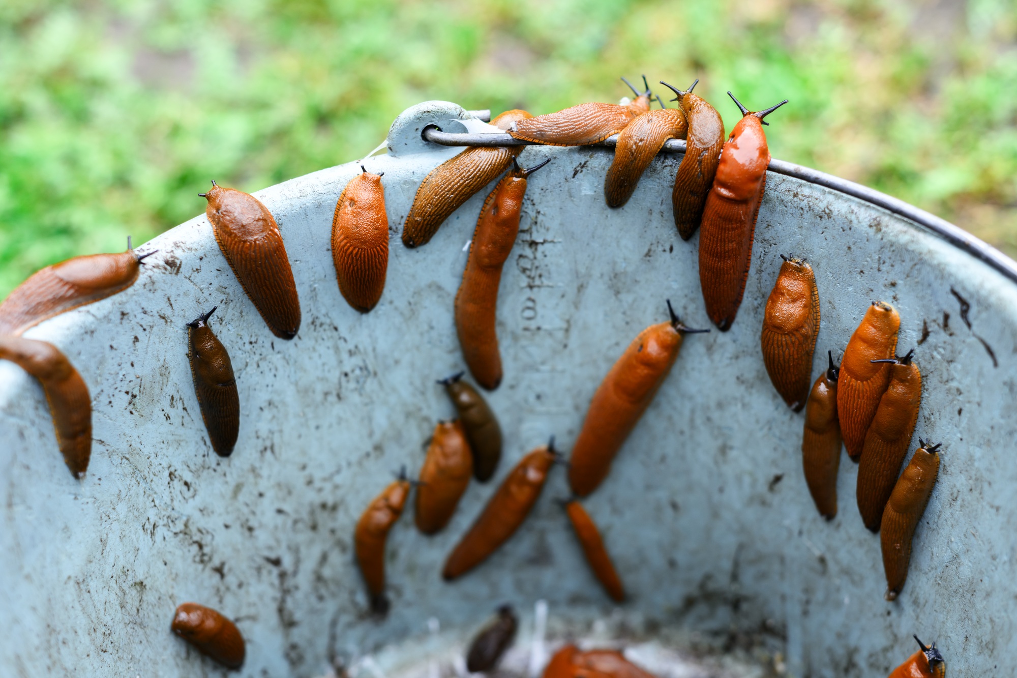Many orange slugs Arion vulgaris collected in a bucket from the garden