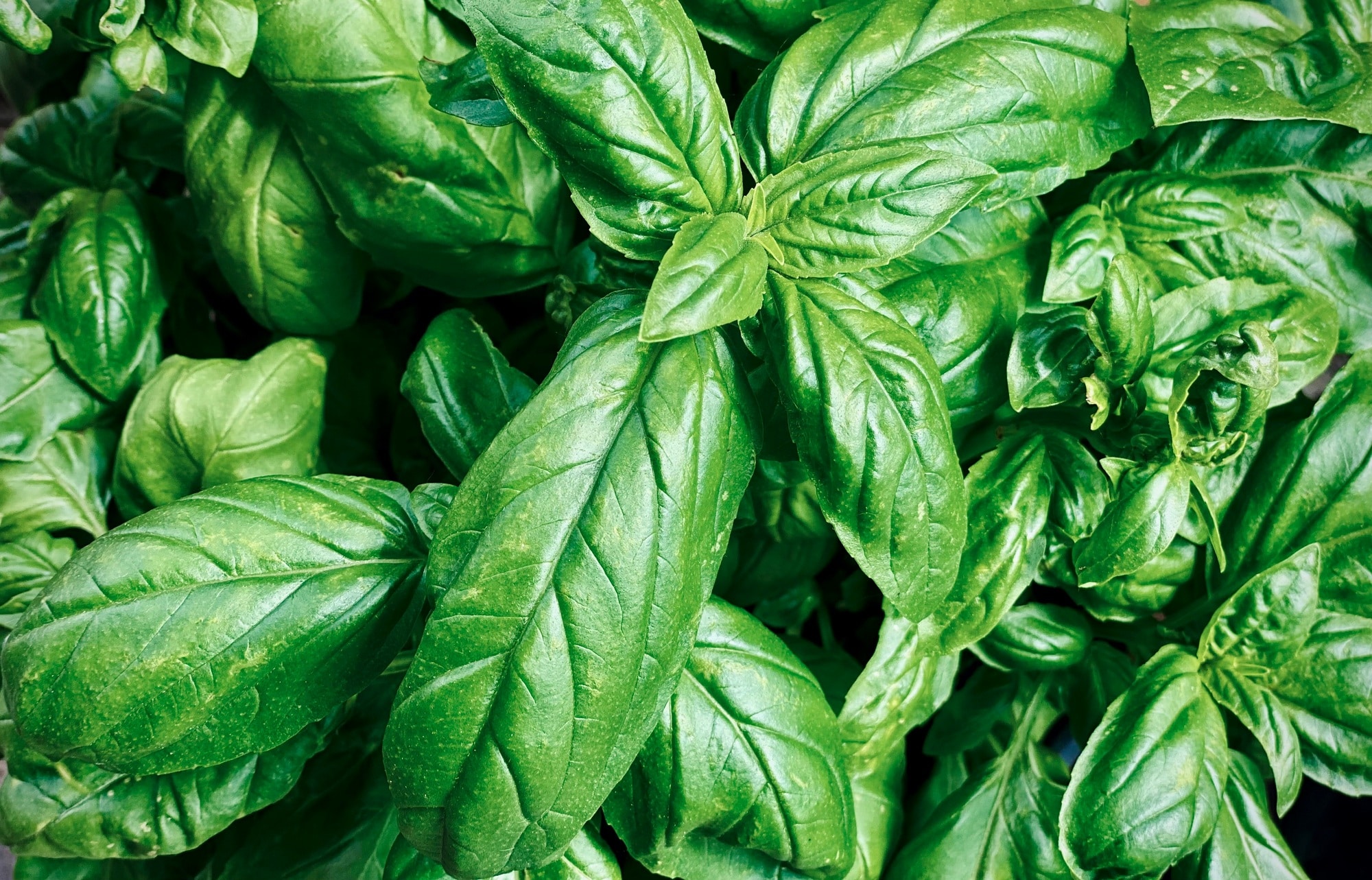 Close up photo of fresh basil, Italian Basilico.