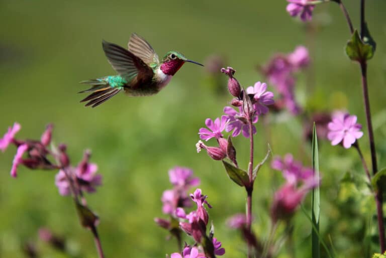 Colibris au jardin en 2026 : cette erreur fréquente avec l’eau décourage leur venue et ruine discrètement tous vos efforts d’aménagement